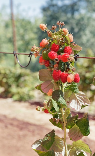 Frambuesas rojas que crecen en el jardín