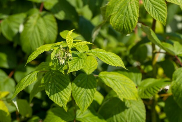 Frambuesas verdes cuando hace viento en el jardín