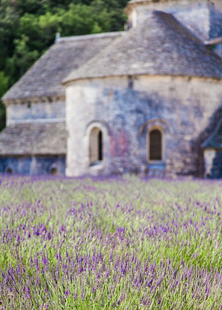 Francia, Provenza, Abadía de Senanque. Campo de lavanda en temporada de verano.