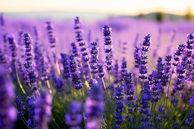 Francia sur de Italia lavanda campo de Provenza floreciendo flores violetas plantas de hierbas púrpuras aromáticas