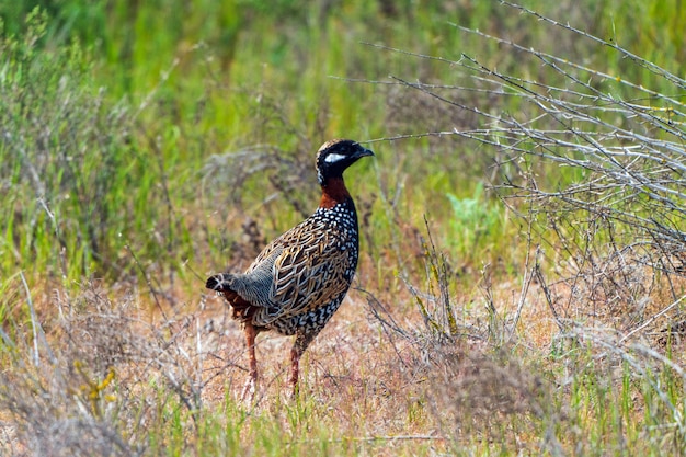 Francolín negro en la naturaleza