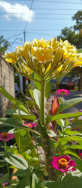 Frangipani-Anlage der Hintergrund der Frangipini-Anlage aus einer Nahaufnahme