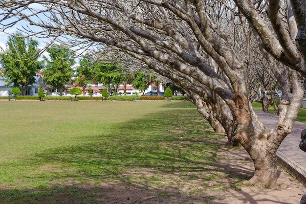 Frangipani-Baum in der Provinz Nan in Thailand