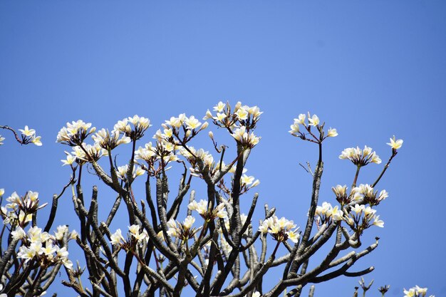 frangipani blanco flor tropical plumeria flor que florece en el árbol flor de spa