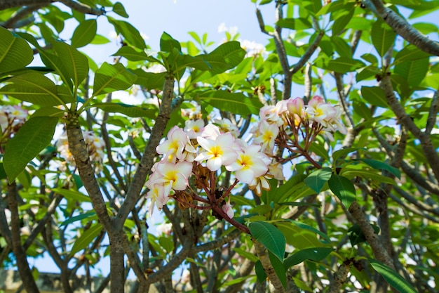 Frangipani-Blüten auf dem Baum konzentrieren sich selektiv