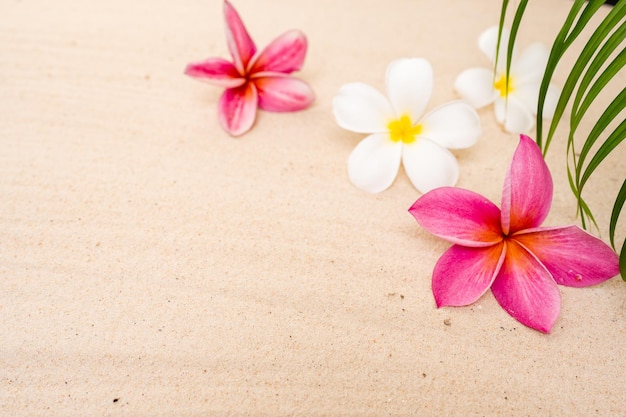 Frangipani-Blüten und Palmblatt auf Sand für Sommer-Hintergrund