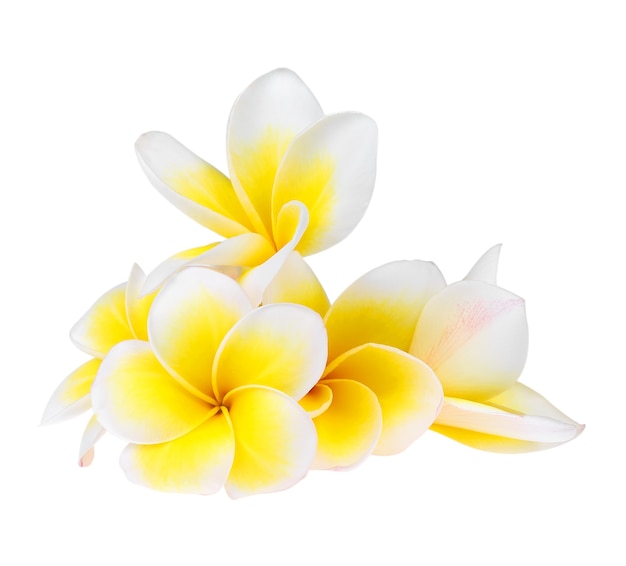 Frangipani-Blume isoliert auf weißem Hintergrund