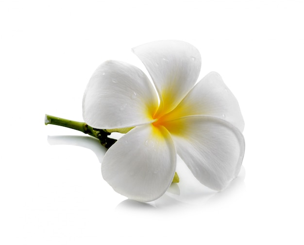 Frangipani-Blume isolierte Leerraum