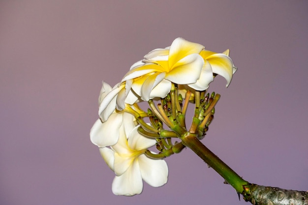 Frangipani-Blume lokalisiert auf rosa Sonnenunterganghintergrund