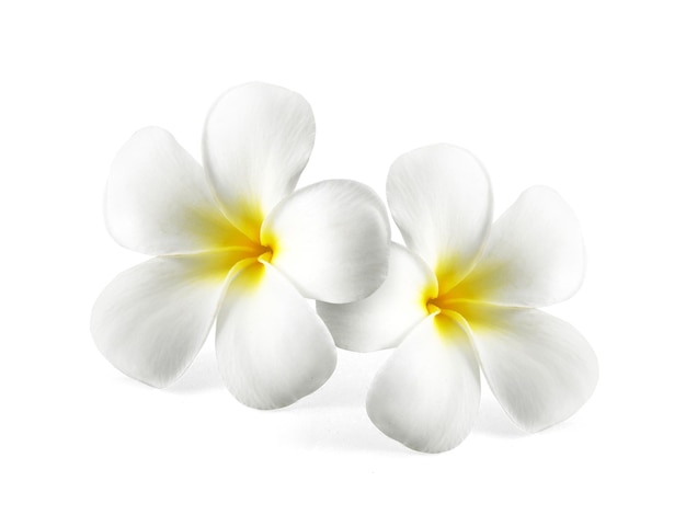 Frangipani-Blume lokalisiert auf Weiß