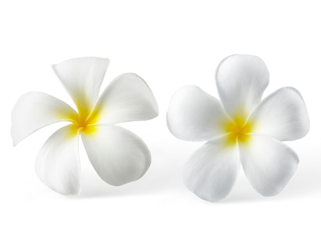 Frangipani-Blume lokalisiert auf Weiß