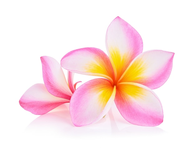 Frangipani-Blume lokalisiert auf Weiß