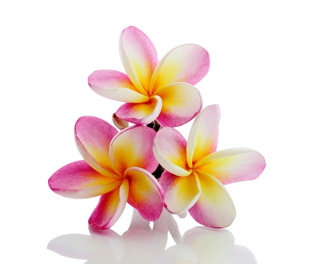 Frangipani-Blume lokalisiert auf weißem Hintergrund