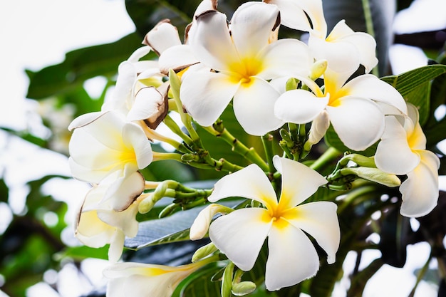 Foto frangipani-blume tropische blume der nahaufnahme von thailand selektiver fokus plumeria-blumen