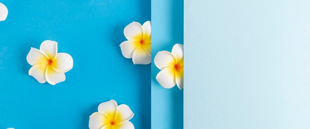 Frangipani-Blumen auf einem gefalteten blauen Papierhintergrund. Ansicht von oben, flach. Banner.