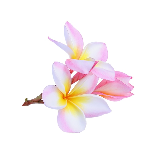 Frangipani-Blumen auf weißem Hintergrund