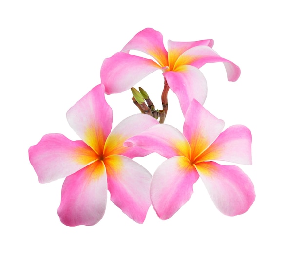 Frangipani-Blumen auf weißem Hintergrund