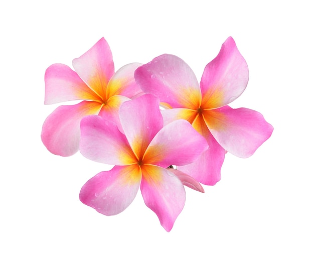Frangipani-Blumen auf weißem Hintergrund