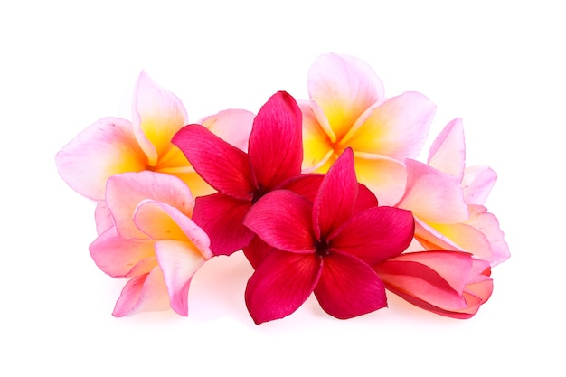 Frangipani Blumen isoliert