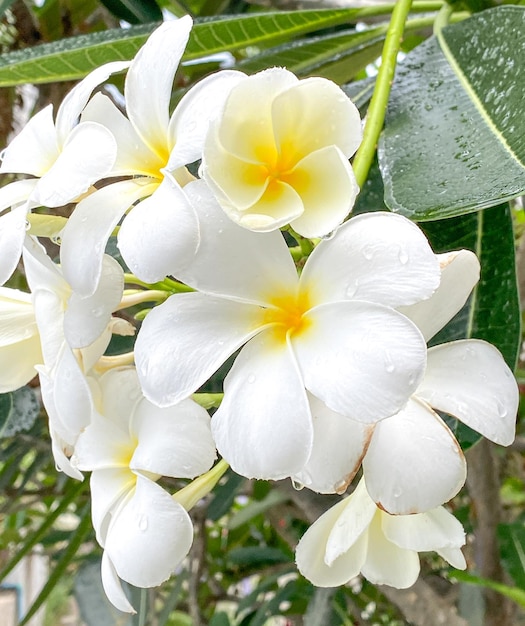 Frangipani branca Plumeria branca Árvore do Templo Árvore do Cemitério As flores que florescem no jardim