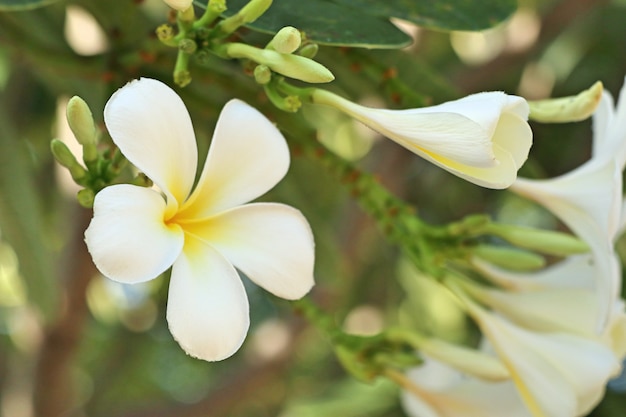 Frangipani branco de flores tropicais