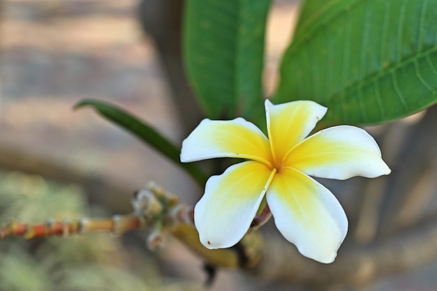 Frangipani branco de flores tropicais