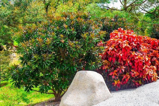 Frangipani bush e Acalypha wilkesiana com folhas vermelhas perto de uma rocha no jardim Flores tropicais em paisagismo