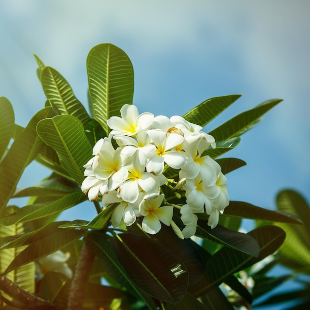 Frangipani contra o céu