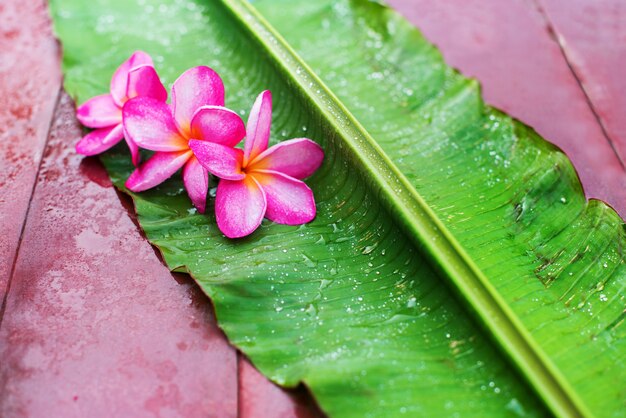 Frangipani cor-de-rosa do grupo na folha de palmeira verde