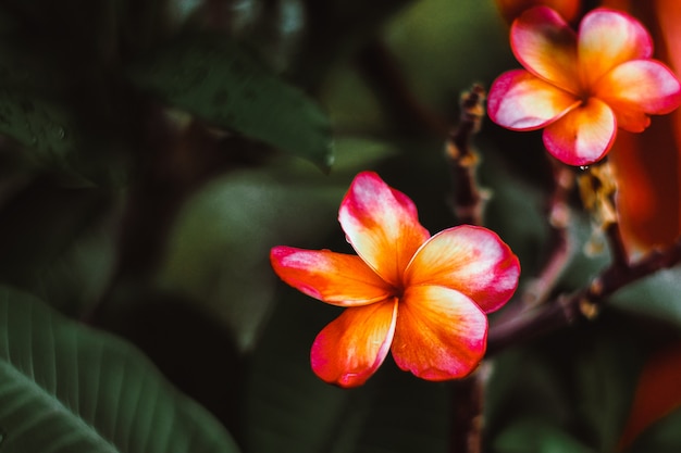 Foto frangipani de plumeria