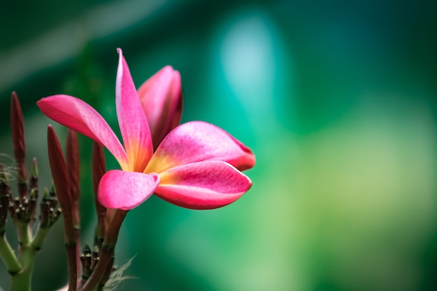 Frangipani-de-rosa ou plumeria flor está florescendo beleza