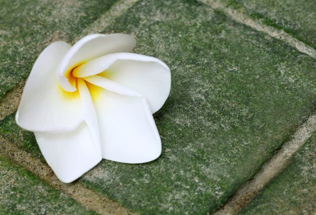 Frangipani em chão de mosaico