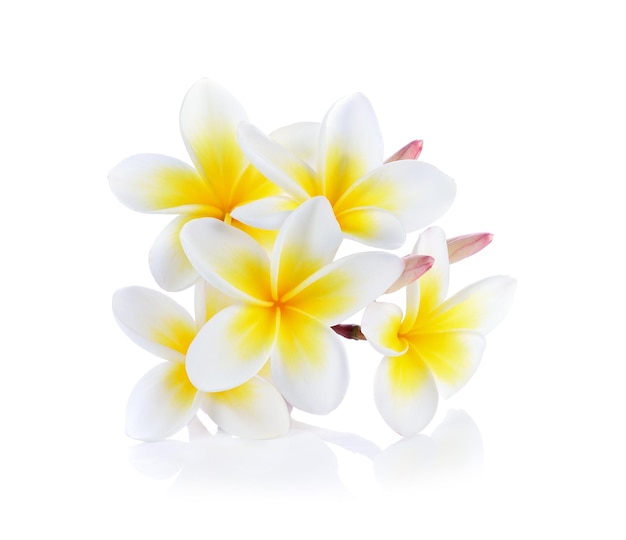 Frangipani flor aislada de fondo blanco