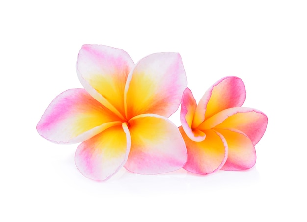 Foto frangipani de flores tropicales (plumeria) aislado en blanco