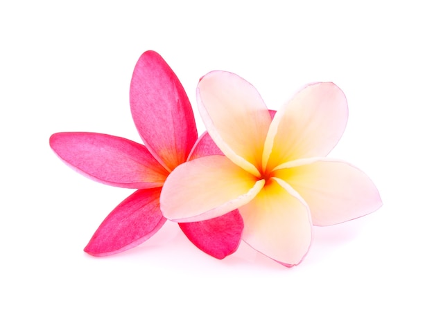 Foto frangipani de flores tropicales (plumeria) en blanco