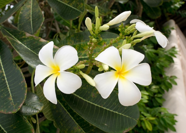 Frangipani de flores tropicales