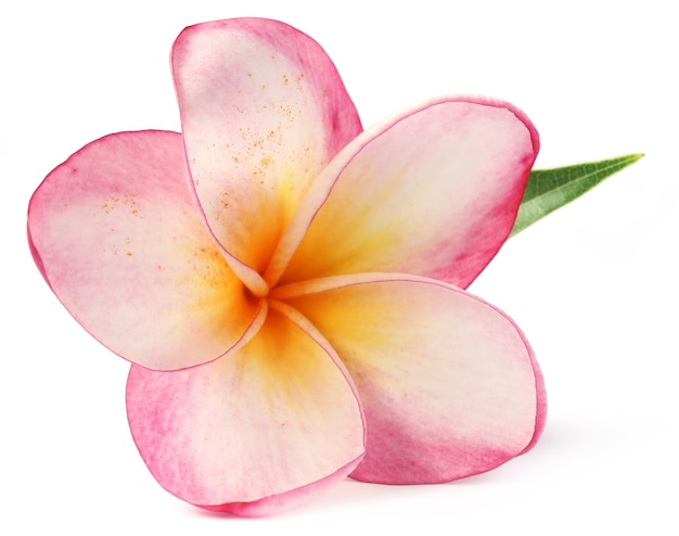 Frangipani con hojas sobre fondo blanco.