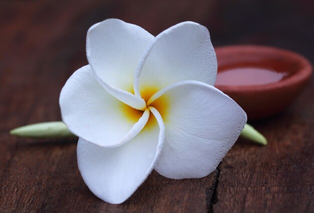 Frangipani mit Tontopf gefüllt mit Naturöl