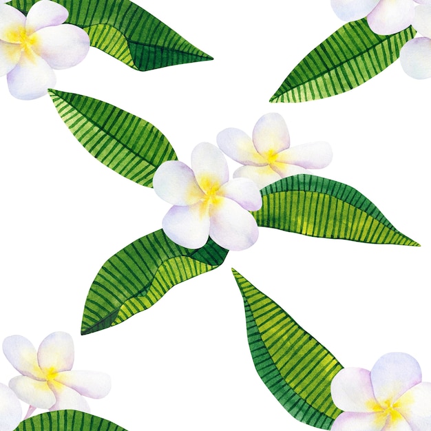 Frangipani o plumeria. Flores blancas y hojas verdes tropicales. Ilustración acuarela dibujada a mano. Patrón sin costuras. Aislado.