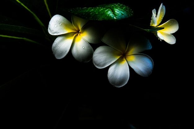 Foto frangipani oder plumeria blüht auf schwarzer nacht