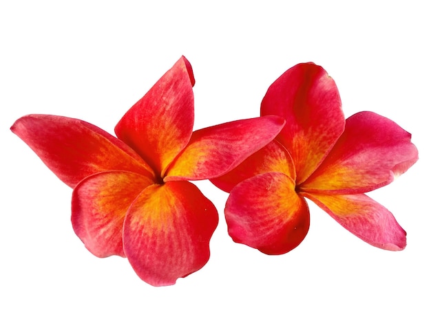 Frangipani oder Plumeria Blume isoliert auf weißem Hintergrund Tropische schöne Blumen