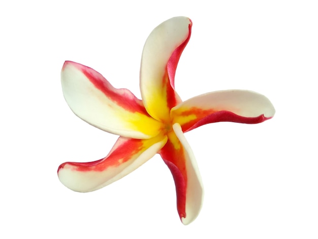 Frangipani oder Plumeria Blume isoliert auf weißem Hintergrund Tropische schöne Blumen