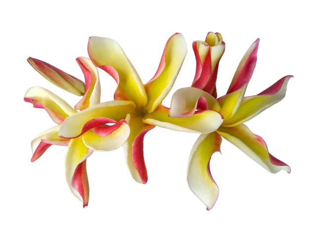 Frangipani oder Plumeria Blume isoliert auf weißem Hintergrund Tropische schöne Blumen