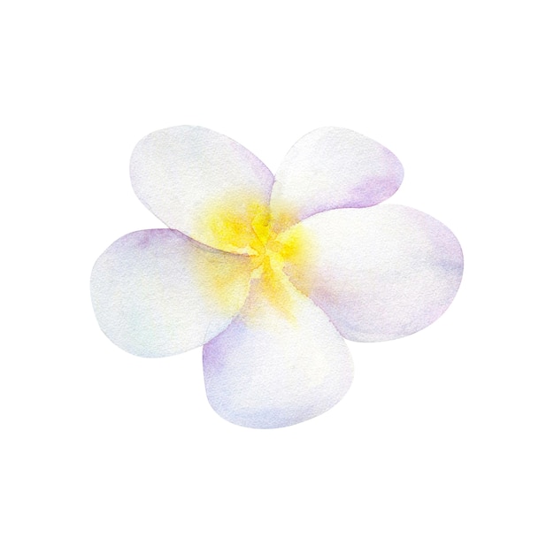 Frangipani oder Plumeria. Weiße Blume. Hand gezeichnete Aquarellillustration. Isoliert.