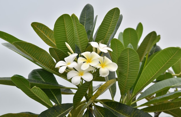 Frangipani, Plumeria, flores blancas.
