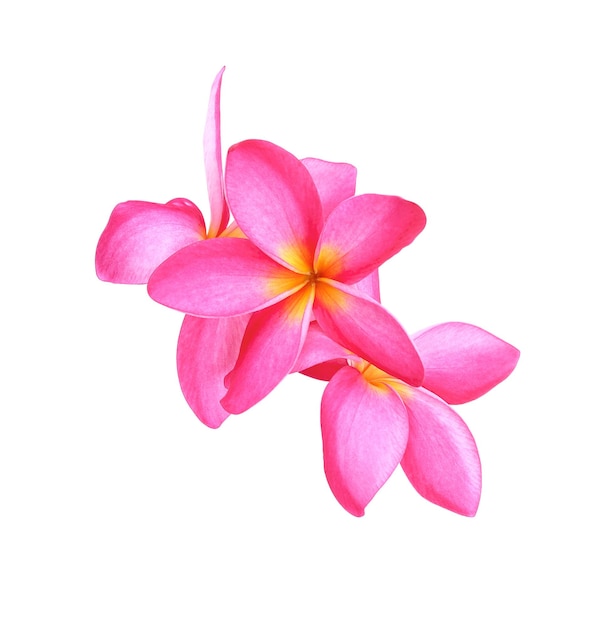 Frangipani (plumeria) flores sobre fondo blanco.