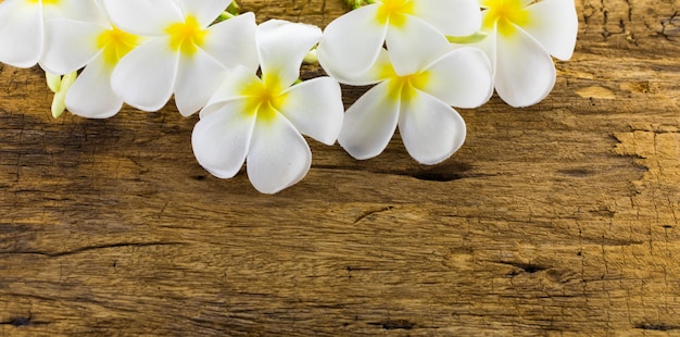 Frangipani, Plumeria, Frangipani