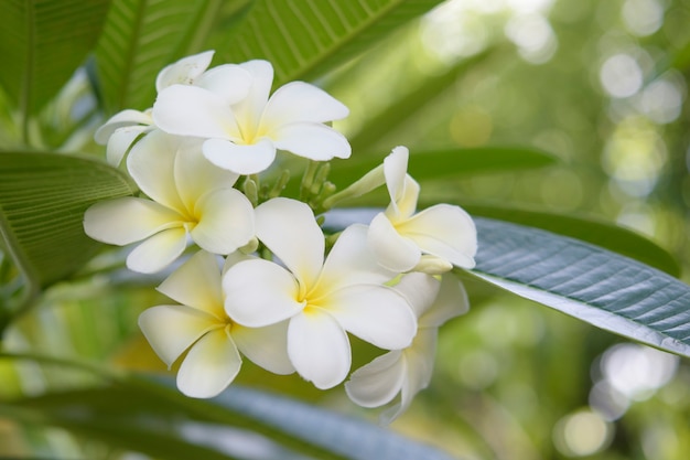 Foto frangipani plumeria temple tree graveyard tree flores com céu azul e nuvens como fundo