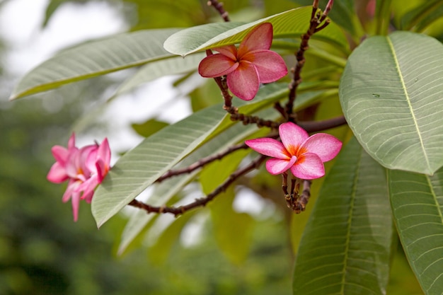 Frangipani Plumeria