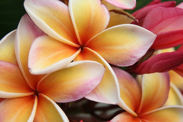 frangipani rosa flores (plumeria)